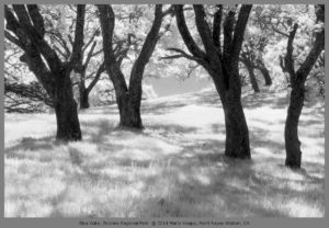 Infrared photograph of Blue Oaks in Briones Regional Park, California
