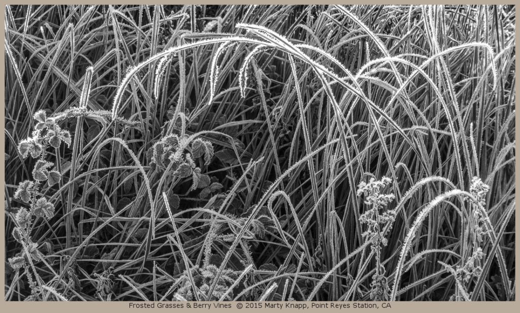 Frosted Grasses & Berry Vines