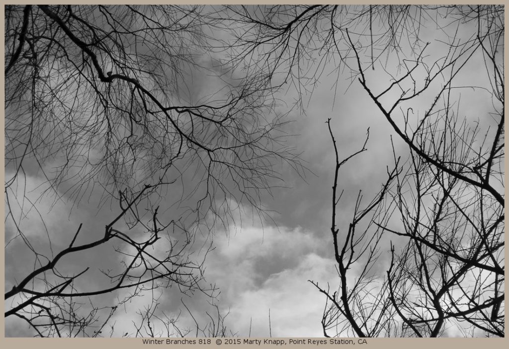 Winter Branches 818