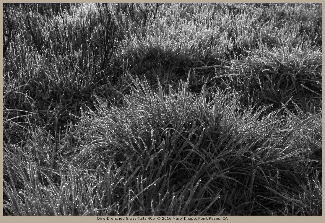 Dew-Drenched Grass Tufts 405