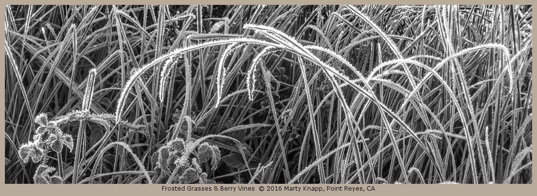 Frosted Grasses & Berry Vines
