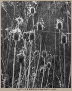 Teasel Forest