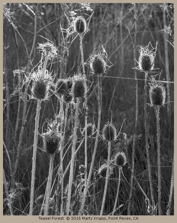 Teasel Forest