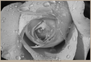 Pink Rose, Raindrops