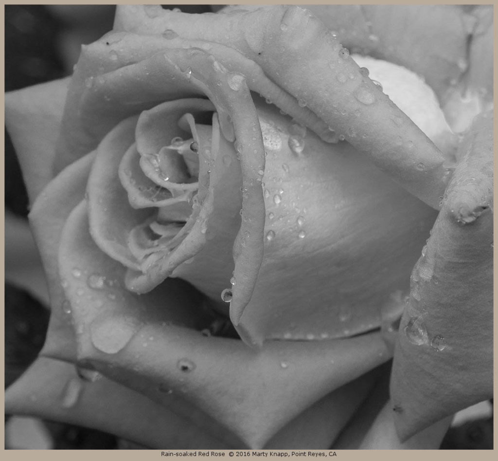 Rain-soaked Red Rose