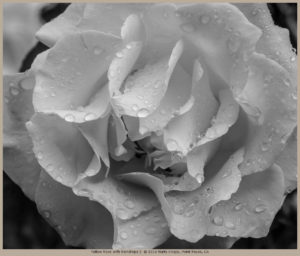 Yellow Rose with Raindrops 2