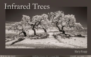 Infrared Trees title page