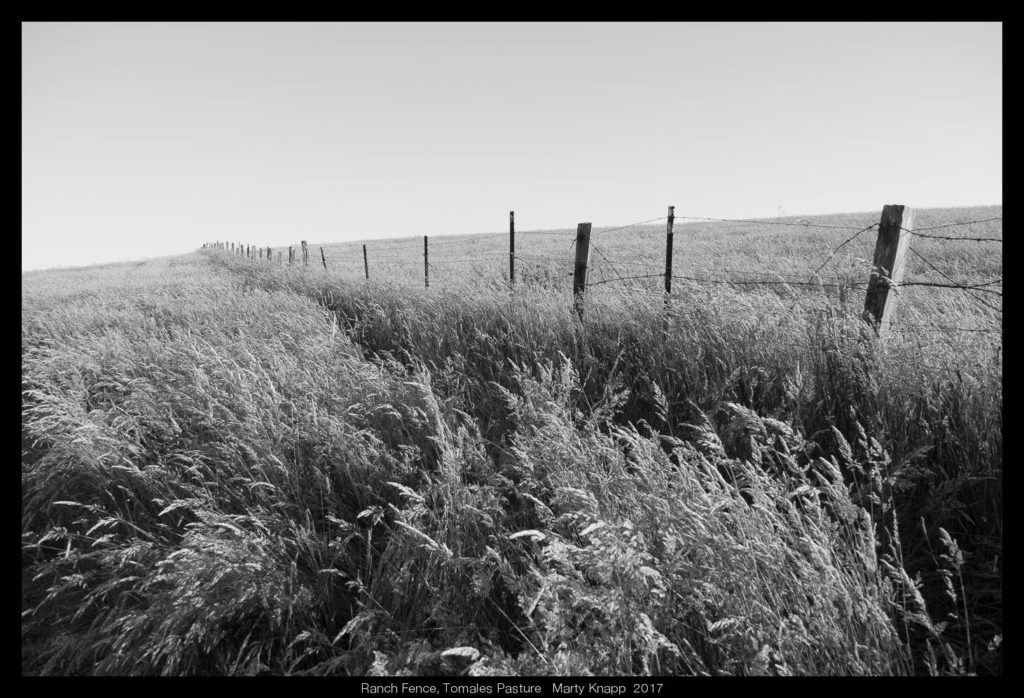 Ranch Fence, Tomales Pasture Marty Knapp
