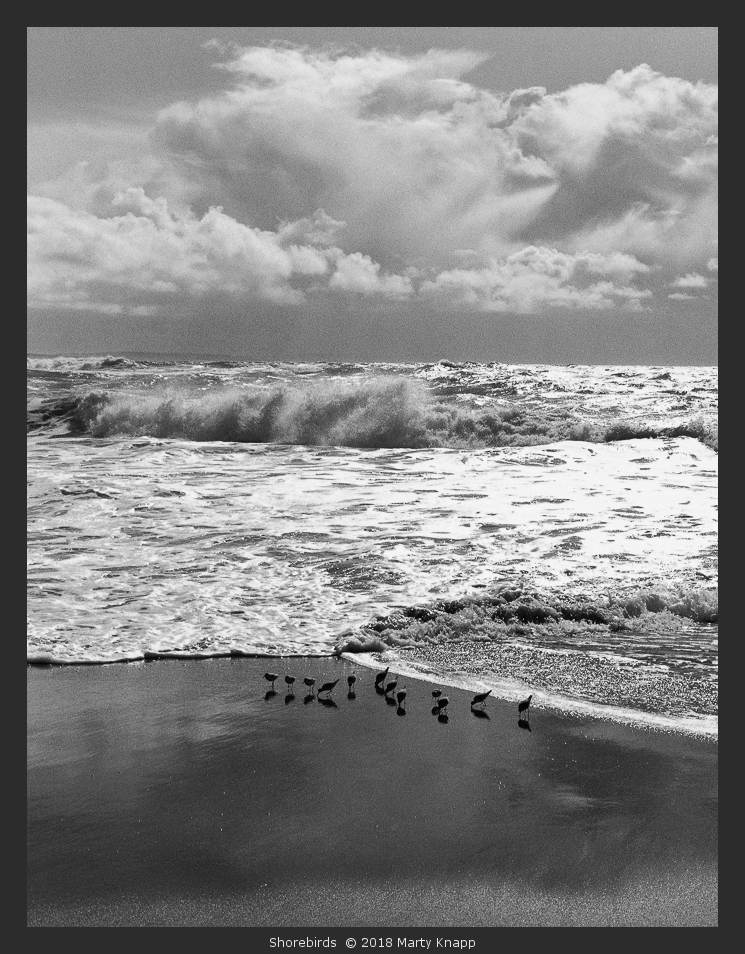 Shorebirds, McClures Beach - Marty Knapp